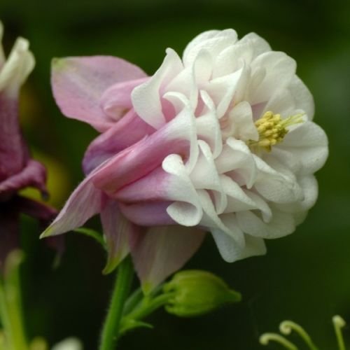 30 Aquilegia Pink Petticoat Flower Seeds  Columbine  Perennial