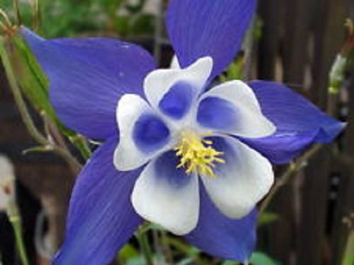 50 Aquilegia Blue Star Columbine Flower Seeds  Perennial