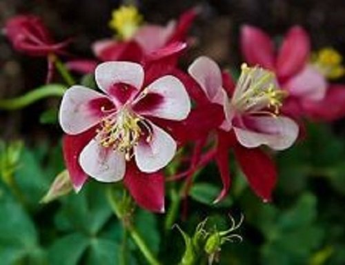 50 Aquilegia Red Star Columbine Flower Seeds  Perennial