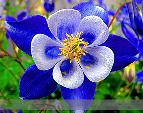 Adb Inc Rare Aquilegia Blue Columbine Perennial Flower Seeds