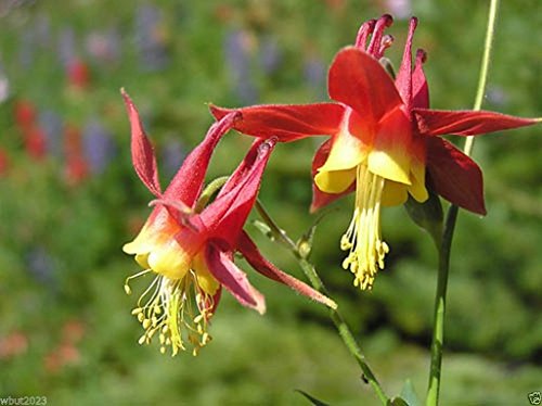 Columbine Seedaquilegia Canadensiseastern Red Columbine Perennial- 500 Seed 