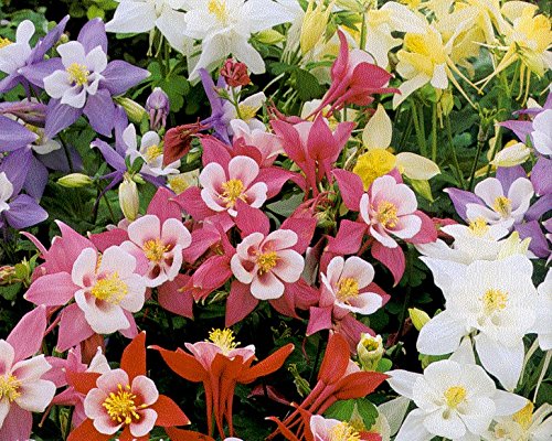 Columbine Seeds - Giant Mix - Origami - Variety - Shade Perennial - 50 Seeds