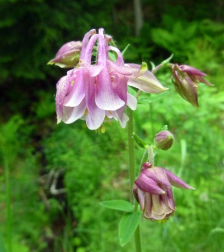 Columbine&quot ~pink Lanterns~quotaguilegia Candensis&quot 25perennial Seeds