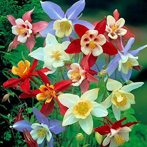 Dragonfly Mixed Columbine Perennial - Aquilegia - Quart Pot