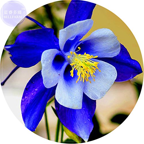 Seeds Market BELLFARM Rare Aquilegia Blue Columbine Perennial Flower Seeds Professional Pack 50 Seeds Very Beautiful Garden Flower