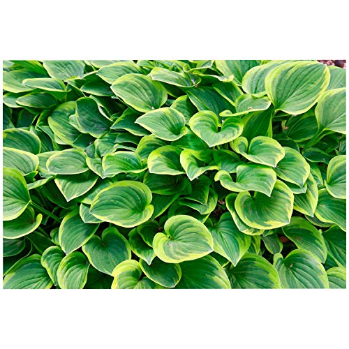 1 Quart Hosta Plant Perennial Landscaping Border Dense Foliage Attracts Birds Golden Tiara