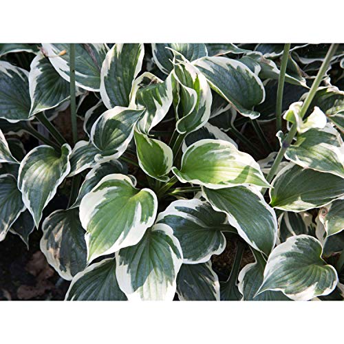 1 Quart Hosta Plant Perennial Landscaping Border Dense Foliage Attracts Birds Minuteman VAR