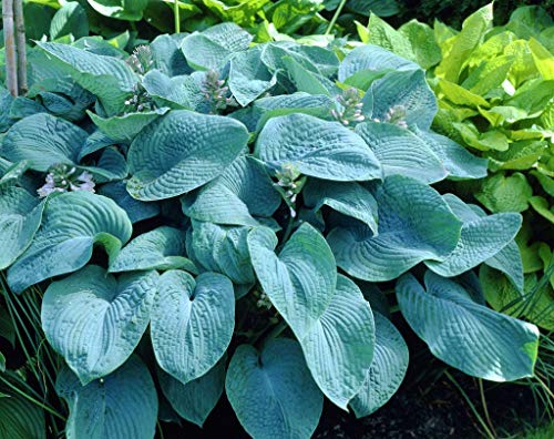 1 Quart Hosta TYK Plant Perennial Landscaping Border Dense Foliage Attracts Birds Blue Angel