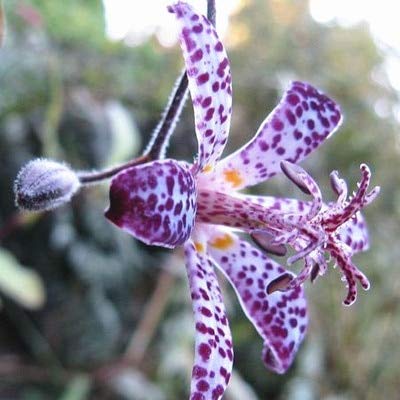 AGROBITS 100pcs Imported Toad Lily Plant Outdoor Charming Perennial Bonsai Potted Lilum Flower Landscaping Garden Plant 7