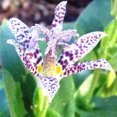 AGROBITS 10pcs Imported Toad Lily Plant Outdoor Charming Perennial Bonsai Potted Lilum Flower Landscaping Garden Plant da Hua Xuan cao  13