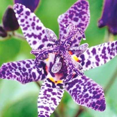 AGROBITS 10pcs Imported Toad Lily Plant Outdoor Charming Perennial Bonsai Potted Lilum Flower Landscaping Garden Plant da Hua Xuan cao  15