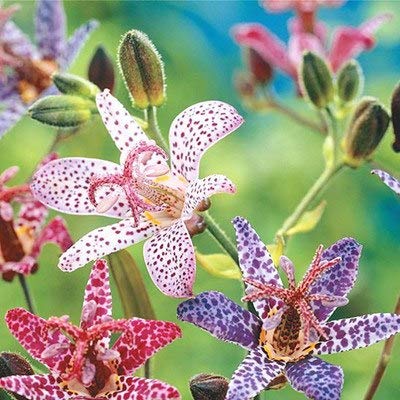 AGROBITS 10pcs Imported Toad Lily Plant Outdoor Charming Perennial Bonsai Potted Lilum Flower Landscaping Garden Plant da Hua Xuan cao  17