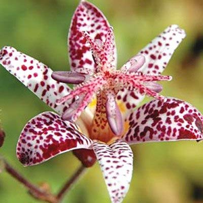 AGROBITS 10pcs Imported Toad Lily Plant Outdoor Charming Perennial Bonsai Potted Lilum Flower Landscaping Garden Plant da Hua Xuan cao  5