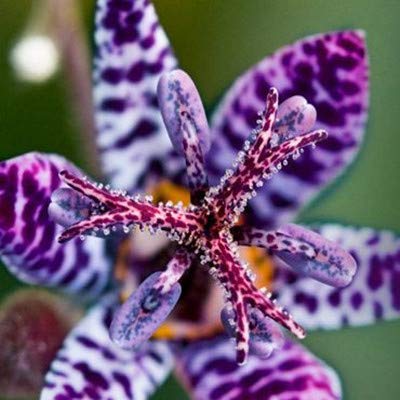 AGROBITS 200 pcsBag Imported Toad Lily Plant Outdoor Charming Perennial Bonsai Potted Lilum Flower Landscaping Garden Planta Purify Air 23
