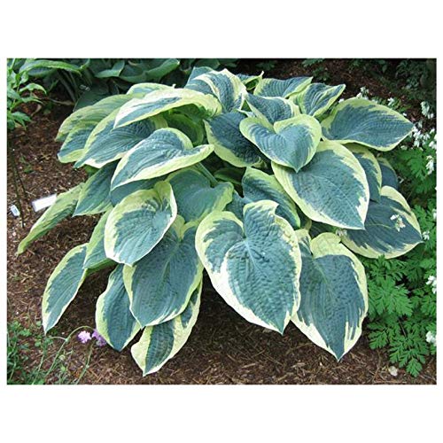 American Halo Hosta 1 Quart Potted Plant Plant Perennial Landscaping Border Dense Foliage Attracts Birds Rock Gardens