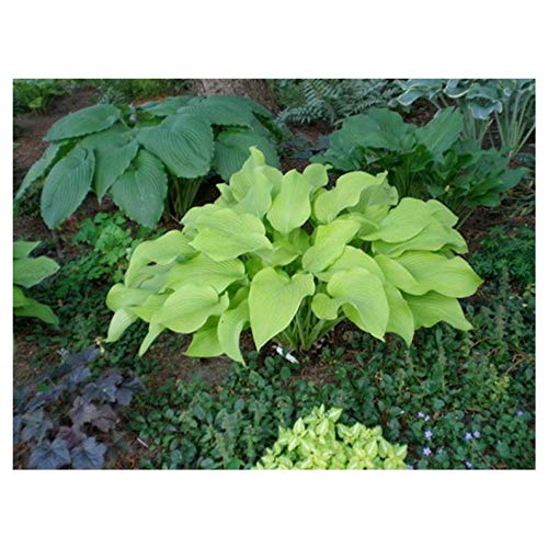City Lights Hosta 1 Quart Potted Plant Bright Yellow Heart Shaped Leaves White Flowers Perennial Landscaping Border Dense Foliage