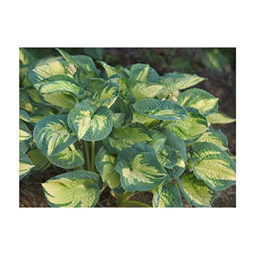 Great Expectations Hosta 1 Quart Potted Plant Perennial Landscaping Border Dense Foliage Large Plant Rock Gardens White Flowers