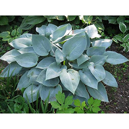 Halcyon Hosta 1 Quart Potted Plant Perennial Landscaping Border Dense Foliage Attracts Birds Rock Gardens Companion Plant