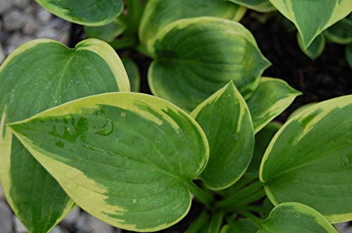 Maple Leaf Hosta 1 Quart Potted Plant Blue Green Heart Shaped Leaves White Flowers Perennial Landscaping Border Dense Foliage