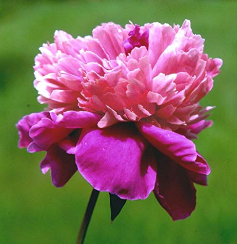 Pink Pompadour Peony 1 Gallon Pink Peony Fuchsia Peony 2-3 Eyes Fragrant Perennial Landscaping Border Attracts Butterflies Unique