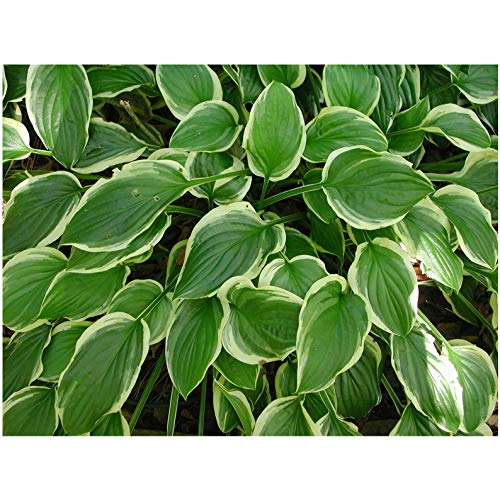 So Sweet Hosta 1 Quart Potted Plant Perennial Landscaping Border Dense Foliage Attracts Birds Rock Gardens Companion Plant