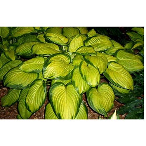Stained Glass Hosta 1 Quart Potted Plant Golden Yellow Color Perennial Landscaping Border Dense Foliage Attracts Birds Rock Gardens