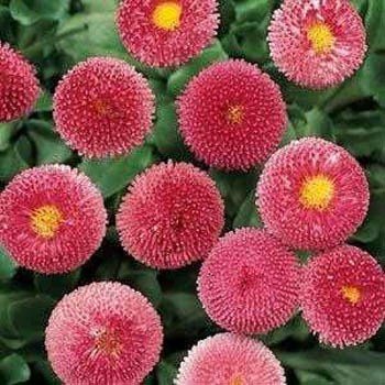 ped~red English Daisy~seeds~~~~~~perennial Crimson Imps
