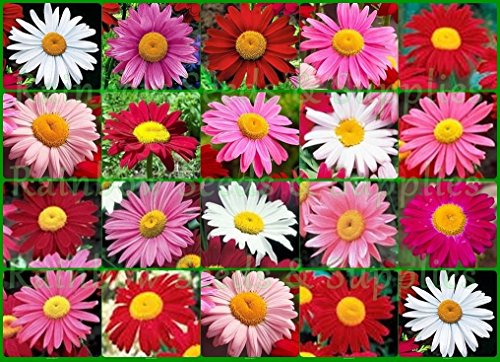 1000 Painted Daisy Seeds Perennial Cut-flowers Pink Red Mid-summer Mix