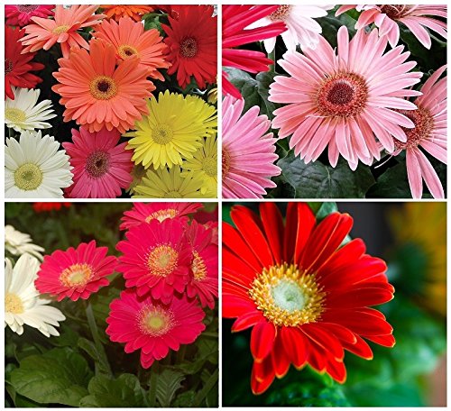 20 California Giant Gerbera Daisy Flower Seeds Mix  Perennial