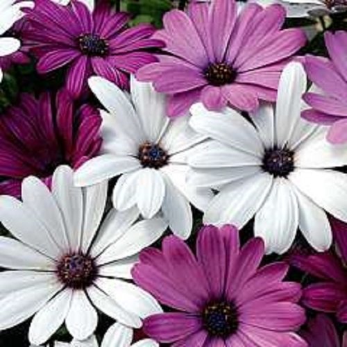 20 Whiteamp Purple African Daisy Mix Flower Seeds  Perennial