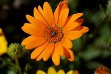 40 African Daisy Orange Glory Flower Seeds  Perennials