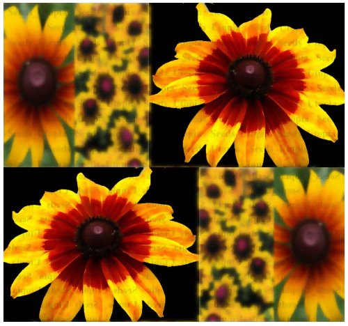 4000 X Gloriosa Daisy Daisy Seed - Rudbeckia Gloriosa Flower Seeds ~ Perennial Blooms For Cuttings - Returns Year