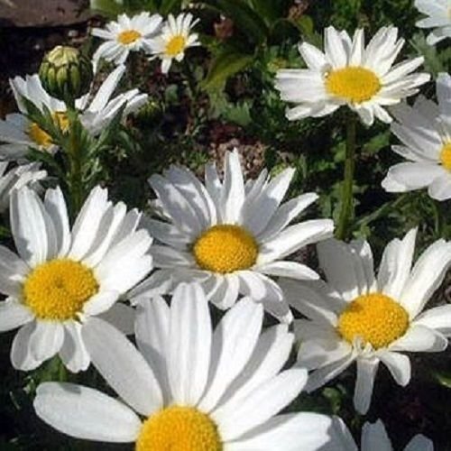 50 Chrysanthemum Shasta Daisy Perennial Flower Seeds  Deer Resistant Gift