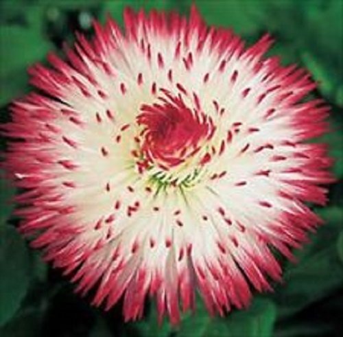 50 English Daisy Lipstick Bellis Flower Seeds  Perennial