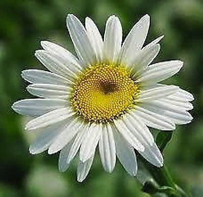 6 Plants Daisy Queenlsquobecky&rsquo Shasta Daisyndash Perennial