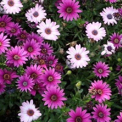 African Daisy Seeds Osteospermum Ecklonis Mix 50 Seeds  Perennial Seeds 