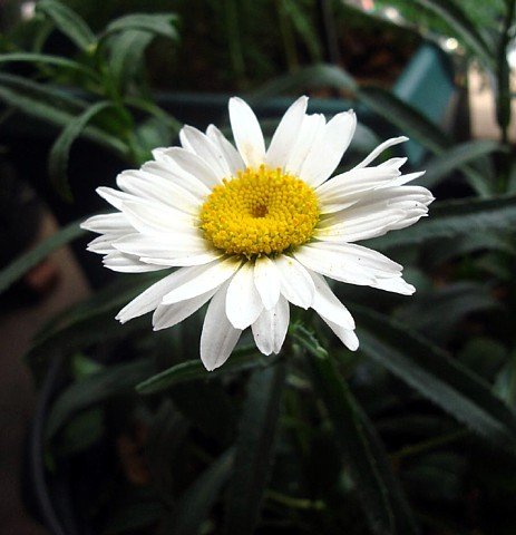 Alaska Shasta Daisy Perennial - 200 Seeds 1 G