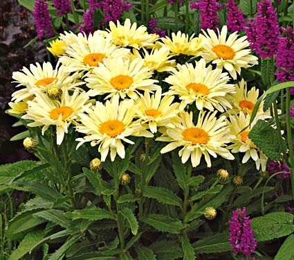 Banana Cream Shasta Daisy Proven Winners Quart Pot Perennial