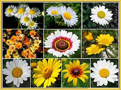 Daisy Collection - Half Annual Half Perennial And Sun To Partial Shade