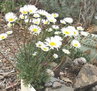 Erigeron Daisy ~white-dwarf Mountain Fleabane~quoterigeron Compositus-rocky&quot ~new~ 20 Perennial Seeds