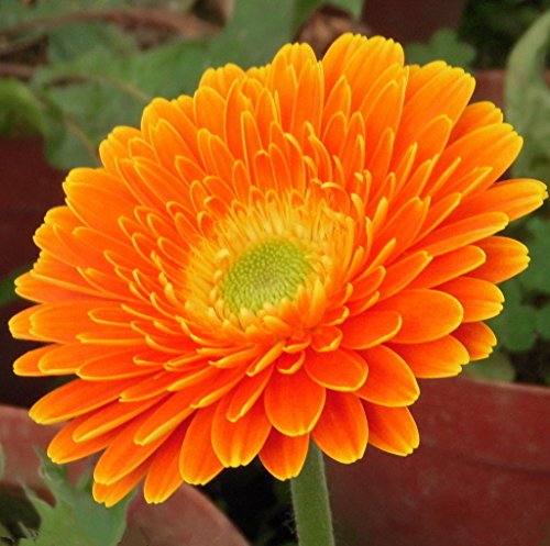 Futaba&reg Gerbera Barberton Daisy Gerbera Jamesonii Bolus Perennial Herb Plant Color Mixing 100 Seeds