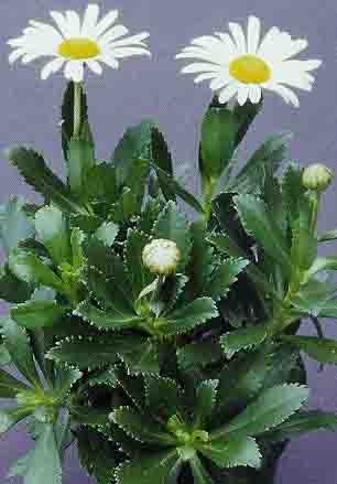Montauk Daisy ~white~quotchrysanthemum Niponicum&quot new  20perennial Seeds
