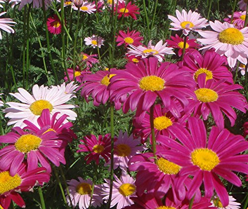 Pyrethrum Daisy Perennial Plant Mixed Colors Flower 500 Seeds