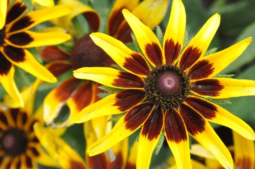 Rudbeckia -kelvedon Star-quotgloriosa Daisy&quot 50perennial Seeds