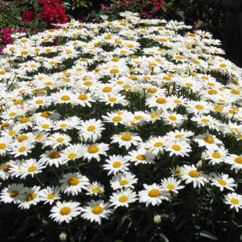 Silver Princess-dwarfquotshasta Daisy&quot Chrysanthemum Maximum 30perennial Seeds