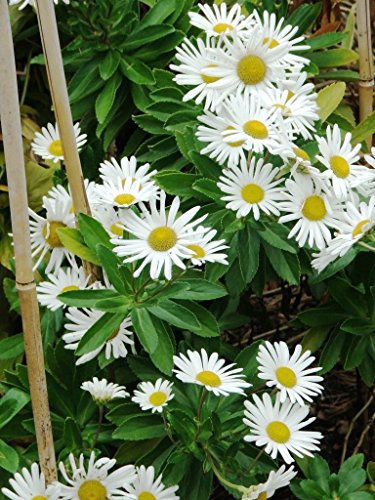 ~bulk~ Montauk Daisy ~white~quotchrysanthemum Niponicum&quot new 150perennial Seeds