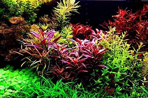 Aquarium Grass Plants SeedsAquatic Coleus Blumei Carpet Water GrassOxygenating Weed Live Pond Plant SeedsFish Aquatic Water Grass DecorEasy to Plant Grow MaintainCYC-10G