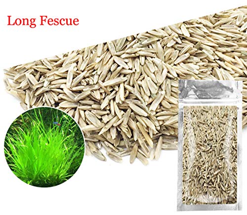 Aquarium Grass Plants SeedsAquatic Fescue Carpet Water GrassOxygenating Weed Live Pond Plant SeedsFish Aquatic Water Grass DecorEasy to Plant Grow Maintain-10G Green-Long F