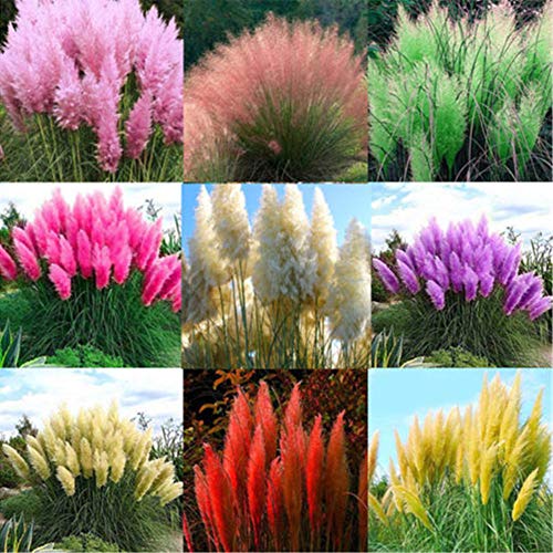 Decorative Flowers Plants for Home Garden 2000Pcs Mixed Color Pampas Grass Cortaderia Selloana Seeds Garden Plant Decor - 2000pcs Mixed Color Pampas Grass Seeds