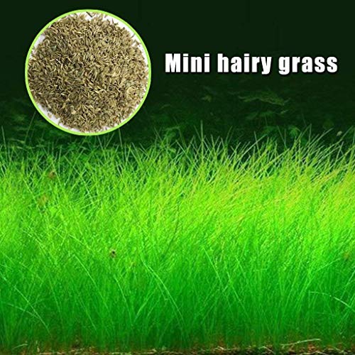 Hacloser Aquarium Plant Seeds Plant Seeds Fish Grass Tank Aquarium Aquatic Water Grass Decor Garden Foreground Plant - 5000 Mini Hairy Grass Seeds